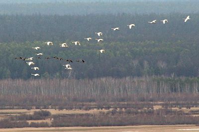 По Кангаласскому Мысу