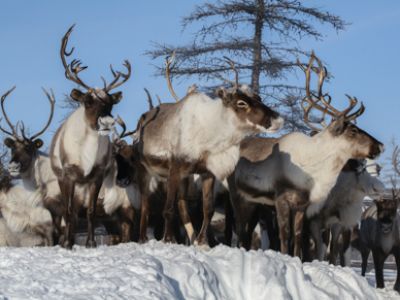 В гости к оленеводам Арктики. Северное Сияние