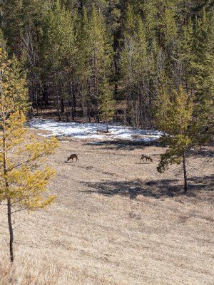 К древним вулканам Туймаады. Молотовская Падь, наскальные рисунки Туймаады