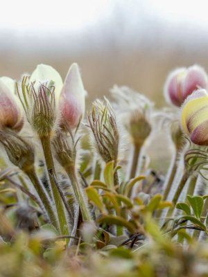 Весеннее пробуждение. Пешая экскурсия по Табагинскому Мысу