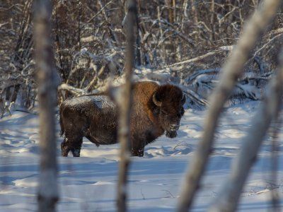 Бизонарий "Усть-Буотамский"