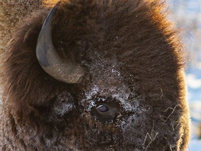 Бизонарий "Усть-Буотамский"