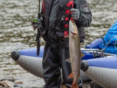 Таймени Мулама и Идюма