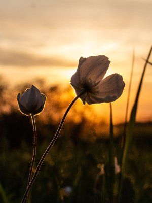 Луковый сплав