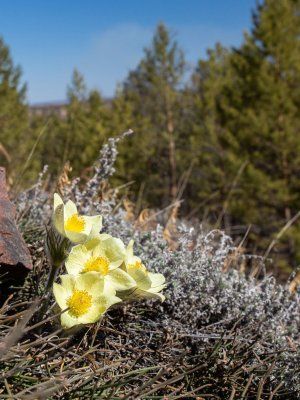 К древним вулканам Туймаады. Молотовская Падь, наскальные рисунки Туймаады