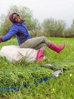 Луковый сплав