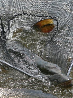 Сплав, отдых и рыбалка на реке Амга. Маршрут: Верхняя Амга - Оннес (390 км.)