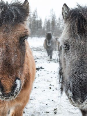 Автопутешествие Якутск - Оймякон - Магадан (Зимний сезон)