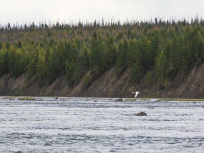 Река Индигирка