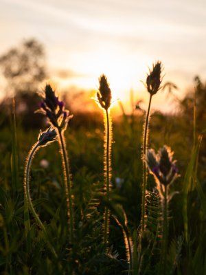 Луковый сплав