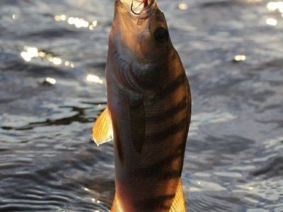 Советы по рыбалке со своего опыта