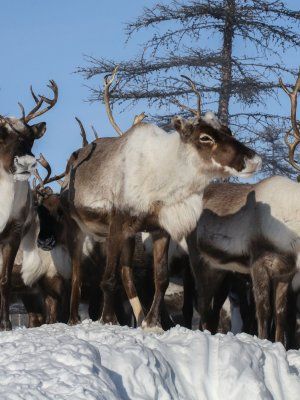 «Discovery of Arctic Yakutia»