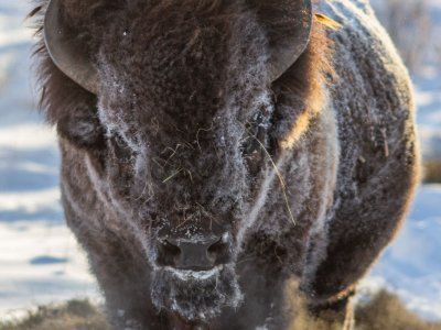 Бизонарий "Усть-Буотамский"