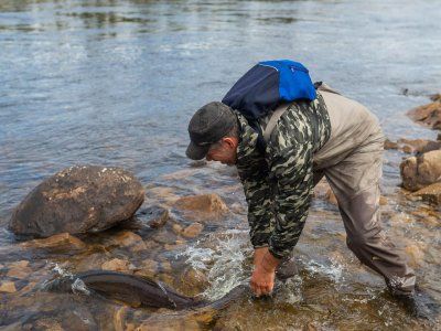 Таймень. Все о самом крупном лососе нашей планеты.