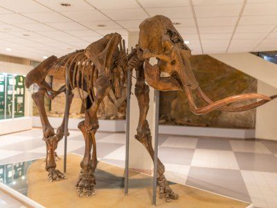 Музей Мамонта