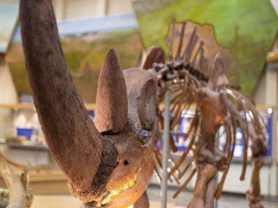 Музей Мамонта