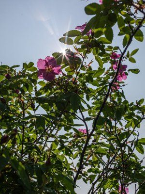 Сплав по реке Лена с посещением Ленских Столбов, тукуланов-песков Самыс Кумага и Кысыл Элэсин