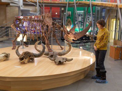 Музей Мамонта