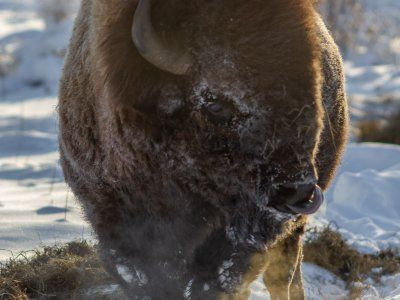 Бизонарий "Усть-Буотамский"