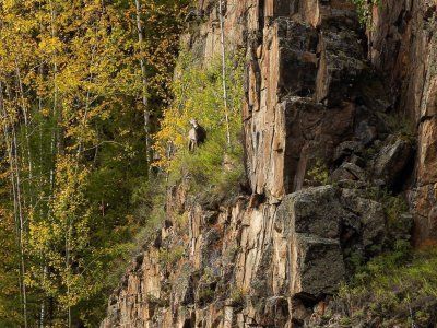 Таймени Мулама и Идюма