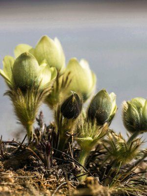 Весеннее пробуждение. Пешая экскурсия по Табагинскому Мысу
