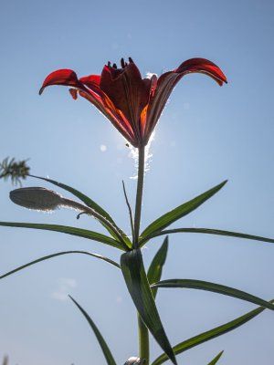 Сплав по реке Лена с посещением Ленских Столбов, тукуланов-песков Самыс Кумага и Кысыл Элэсин