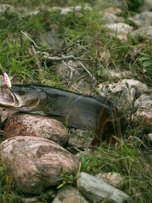 Рыбалка на реках Алдан, Томпо, Хандыга, Барайы, Тукулан, Келя, Тумара