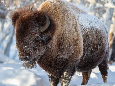 Бизонарий "Усть-Буотамский"
