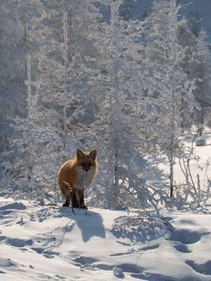 Автопутешествие Якутск - Оймякон - Магадан (Зимний сезон)