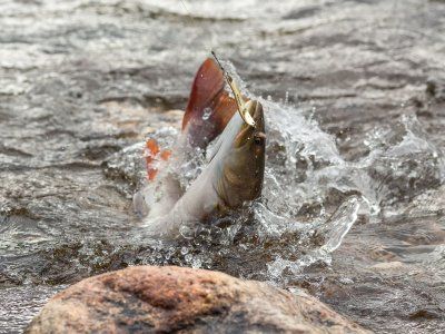 Таймени Мулама и Идюма