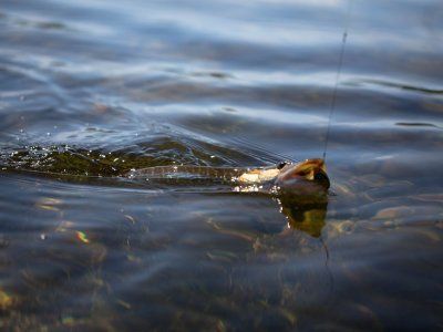 Советы по рыбалке со своего опыта