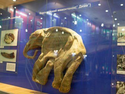 Музей Мамонта