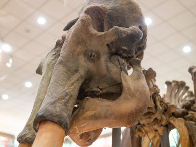 Музей Мамонта