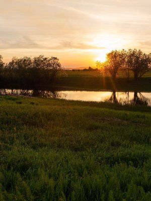 Луковый сплав