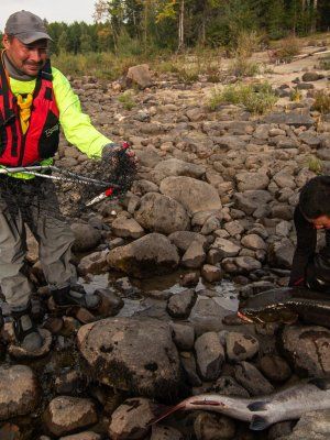 Рыбалка на трофейного тайменя на реке Гонам