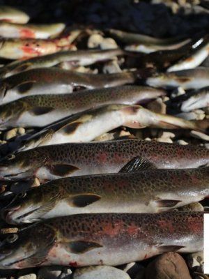 Сплав, отдых и рыбалка на реке Амга. Маршрут: Верхняя Амга - Оннес (390 км.)