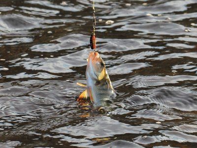 Советы по рыбалке со своего опыта