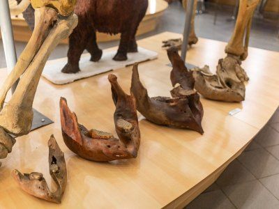 Музей Мамонта