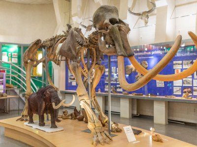 Музей Мамонта