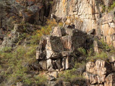 Таймени Мулама и Идюма