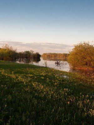 Луковый сплав