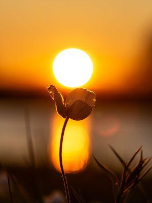 Сплав по реке Лена с посещением Ленских Столбов, тукуланов-песков Самыс Кумага и Кысыл Элэсин