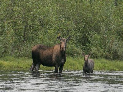 Лось в дикой природе. Действия туриста при встрече с сохатым