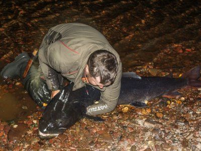 Таймень. Все о самом крупном лососе нашей планеты.