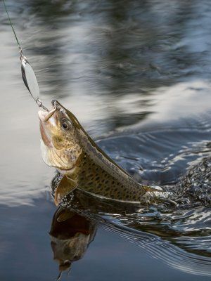 Сплав, отдых и рыбалка на реке Амга. Маршрут: Верхняя Амга - Оннес (390 км.)