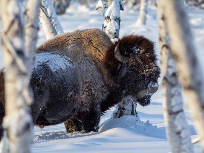 Бизонарий "Усть-Буотамский"