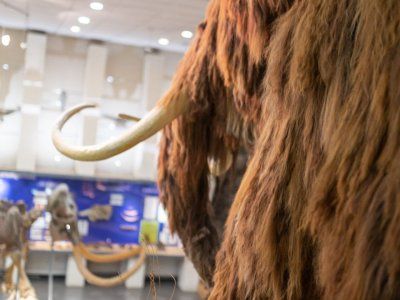 Музей Мамонта