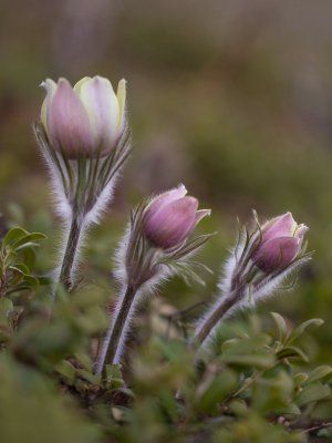 Весеннее пробуждение. Пешая экскурсия по Табагинскому Мысу
