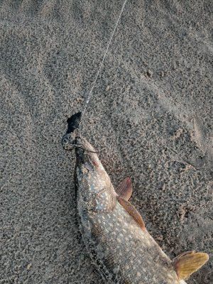 Трофейная рыбалка на реке Вилюй. Маршрут: п. Кысыл Сыр - устье р. Вилюй (до Лены)