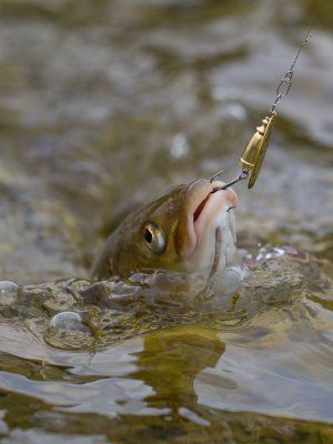 Рыбалка на реках Алдан, Томпо, Хандыга, Барайы, Тукулан, Келя, Тумара